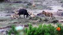 Lions Attack Buffaloes - Another Battle at Kruger - Latest Sightings Pty Ltd