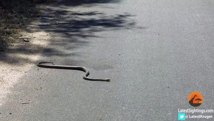 This Black Mamba Snake Can't Slither! - Latest Sightings Pty Ltd
