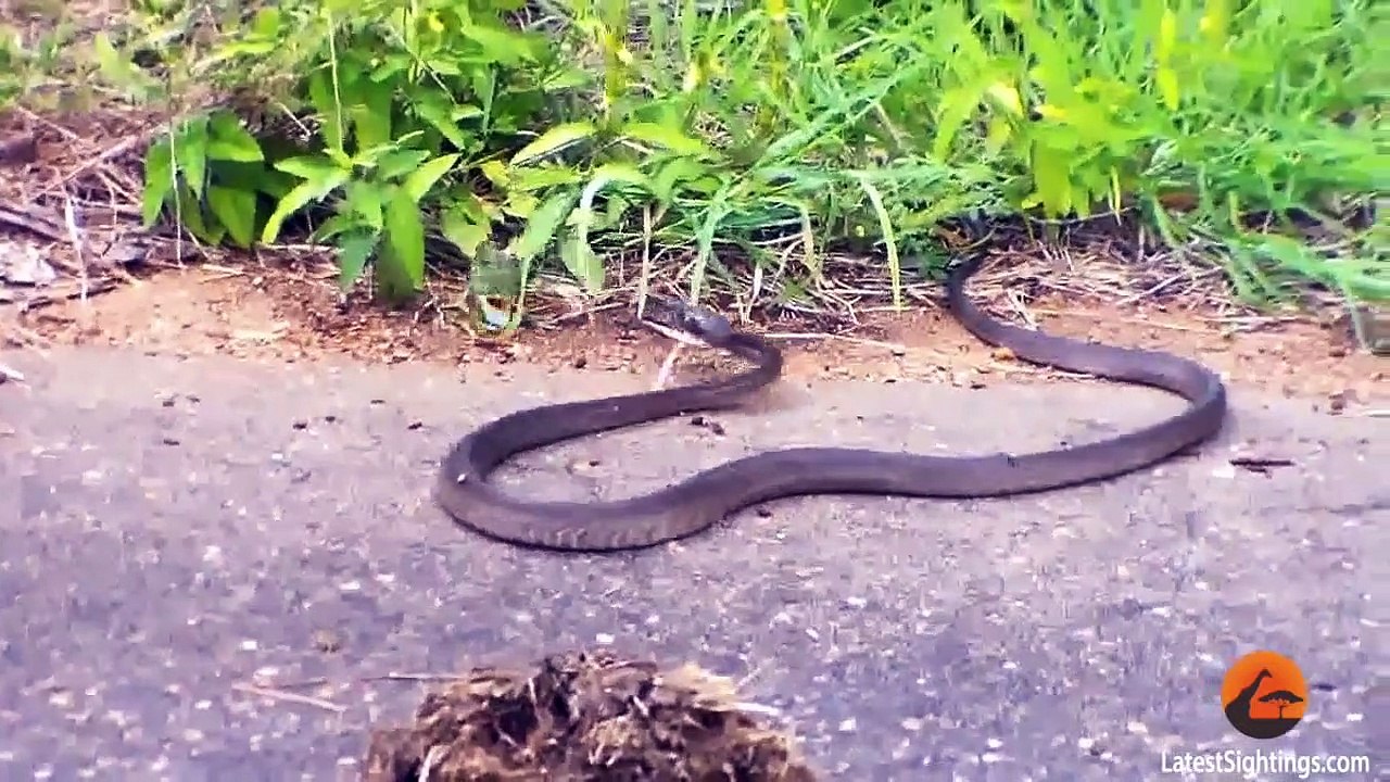 Battle Between a Boomslang Snake and a Flap-Necked Chameleon - Latest Sightings Pty Ltd