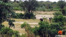 Buffalo Bursts Car's Tire to Chase Lions Away - Latest Wildlife Sightings - Latest Sightings Pty Ltd