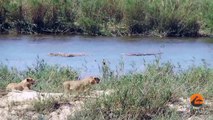Lions Hunt a Herd of Impalas - Latest Wildlife Sightings - Latest Sightings Pty Ltd