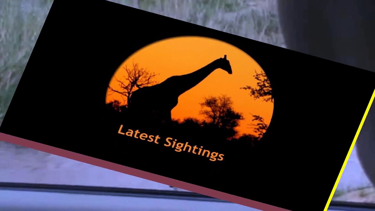 Saddle-Billed Stork Struggles to Swallow Fish, Perseverance is key! - Latest Sightings Pty Ltd