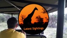 Wild Elephant Checks-Out & Smells People Inside an Open Vehicle - Latest Wildlife Sightings - Latest Sightings Pty Ltd