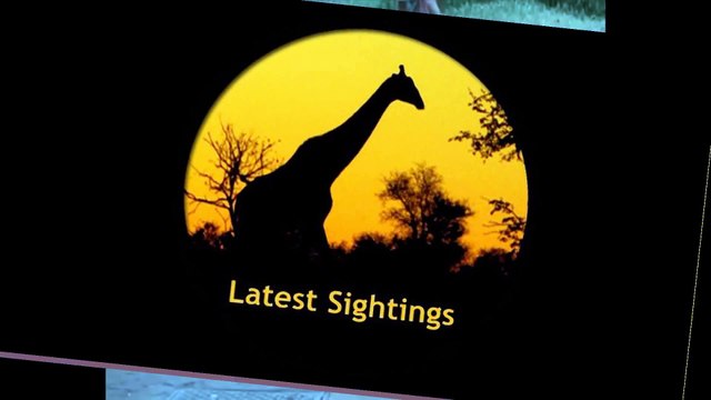 African Wild Cat Kills A Bird While Doing A Backflip - Latest Wildlife Sightings - Latest Sightings Pty Ltd