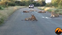 Lion Cub Madness - The Cutest Sighting Ever! - Latest Wildlife Sightings - Latest Sightings Pty Ltd