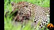 Leopard Killing Warthog (Graphic) - Latest Wildlife Sightings - Latest Sightings Pty Ltd