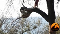 Leopard Doing Some Acrobatics - Latest Wildlife Sightings - Latest Sightings Pty Ltd