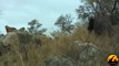 Elephant and Lion Interaction - Latest Sightings - Latest Sightings Pty Ltd