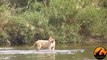 Lioness Reacts To A Crocodile Taking Her Cub - Latest Sightings - Latest Sightings Pty Ltd