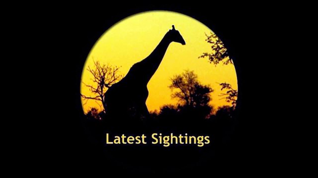 Hyena In Labour - Latest Sightings - Latest Sightings Pty Ltd