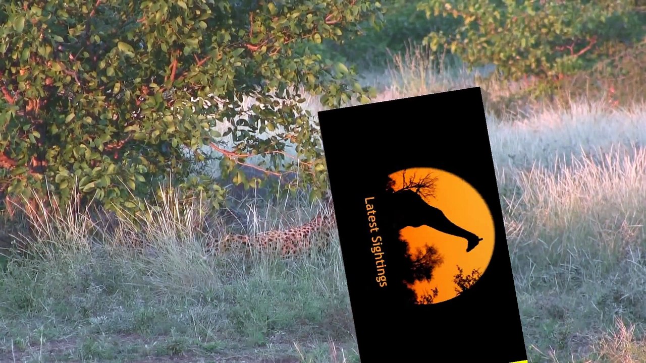 Cheetah Chased off Kill By Baboons - 21 April 2013 - Latest Sightings - Latest Sightings Pty Ltd