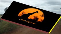 2 Cheetahs Crossing The Road - 3 March 2013 - Latest Sightings - Latest Sightings Pty Ltd