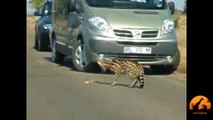 Serval Attacking A Puff Adder Snake - Latest Sightings Pty Ltd