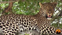 Just A Beautiful Leopard Sighting - 10 December 2012 - Latest Sightings - Latest Sightings Pty Ltd