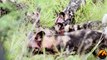 Wild Dogs Kill A Kudu, Hyenas Then Steal It - 25 February 2013 - Latest Sightings - Latest Sightings Pty Ltd