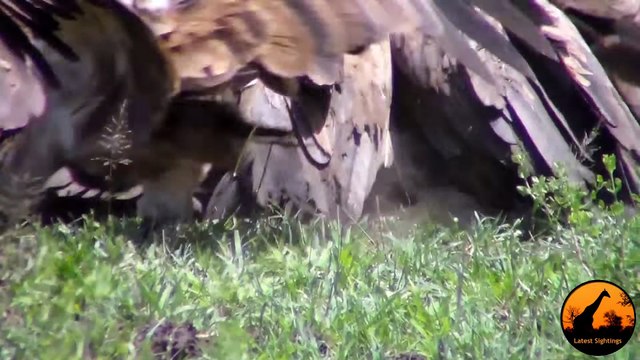 Vultures Chase Eagle off Kill, Leopard Chases Vultures, Lions Watching! - Latest Sightings - Latest Sightings Pty Ltd