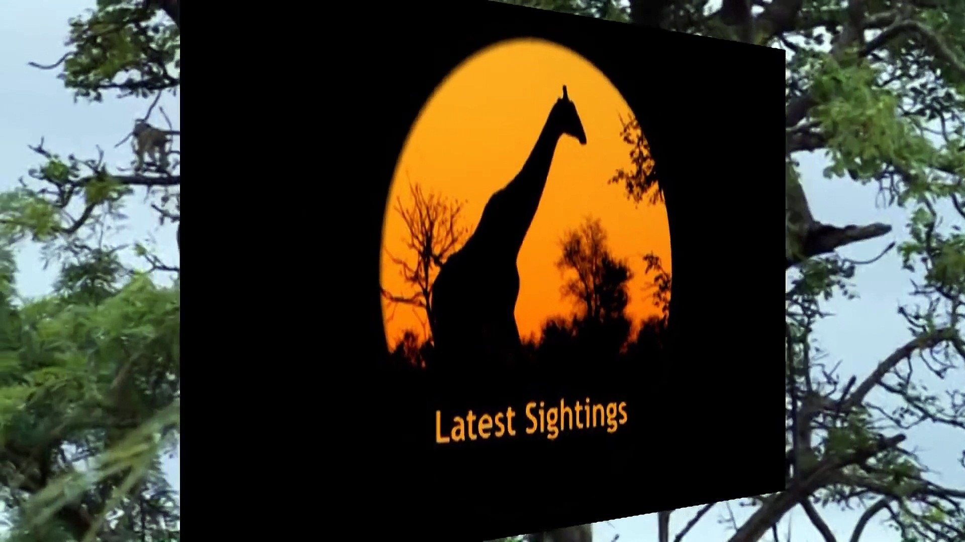 ⁣Leopard Kills Baby Vervet Monkey - Latest Sightings - Latest Sightings Pty Ltd