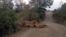 S100 Mega Pride (30  Lions) Eating a Wildebeest - 19 September 2012 - Latest Sightings - Latest Sightings Pty Ltd