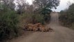 S100 Mega Pride (30+ Lions) Eating a Wildebeest - 19 September 2012 - Latest Sightings - Latest Sightings Pty Ltd