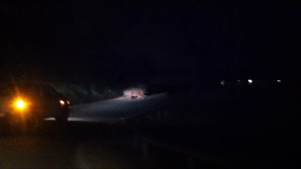 A Night in the Rangers' village - 3 July 2012 - Latest Sightings - Latest Sightings Pty Ltd