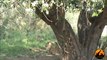 Lions (1 in tree) Kumana Dam - 28th September 2012 - Latest Sightings - Latest Sightings Pty Ltd