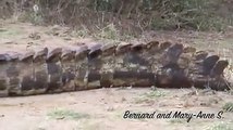 1m High Huge Crocodile Eating Warthog in the Road - Kruger Sightings - Latest Sightings Pty Ltd