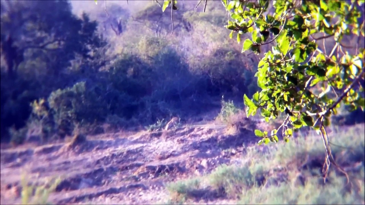 Mating Leopards from Skukuza Camp - 3 July 2012 - Latest Sightings - Latest Sightings Pty Ltd