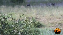 Baboons Killing Vervet Monkeys - 14 April 2012 - Latest Sightings - Latest Sightings Pty Ltd
