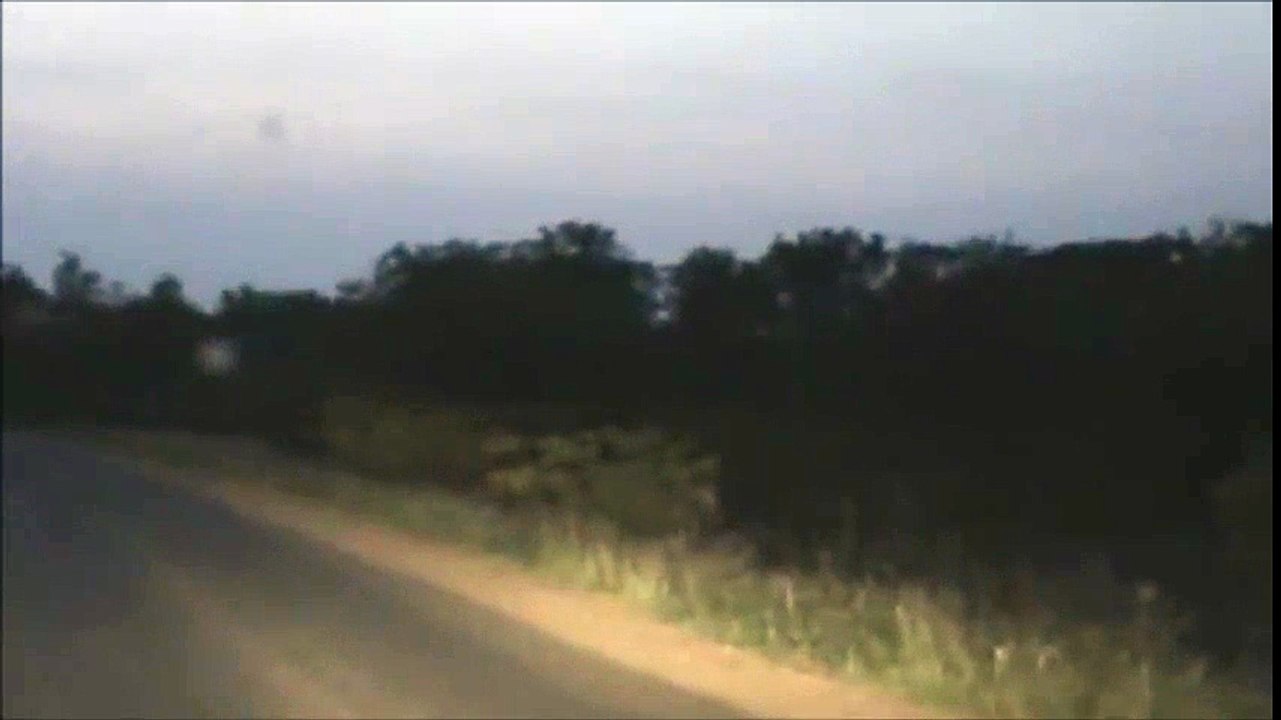 Kruger Sightings - Lionesses - 6 December 2011 - Latest Sightings Pty Ltd