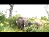 Elephant herd with a cute baby - Kruger Sightings - 23 Feb 2011 - Latest Sightings Pty Ltd