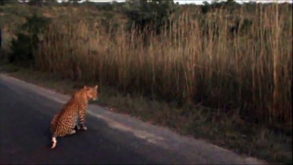 2 Leopards Together - 27 April 2012 - Kruger Sightings - Latest Sightings Pty Ltd