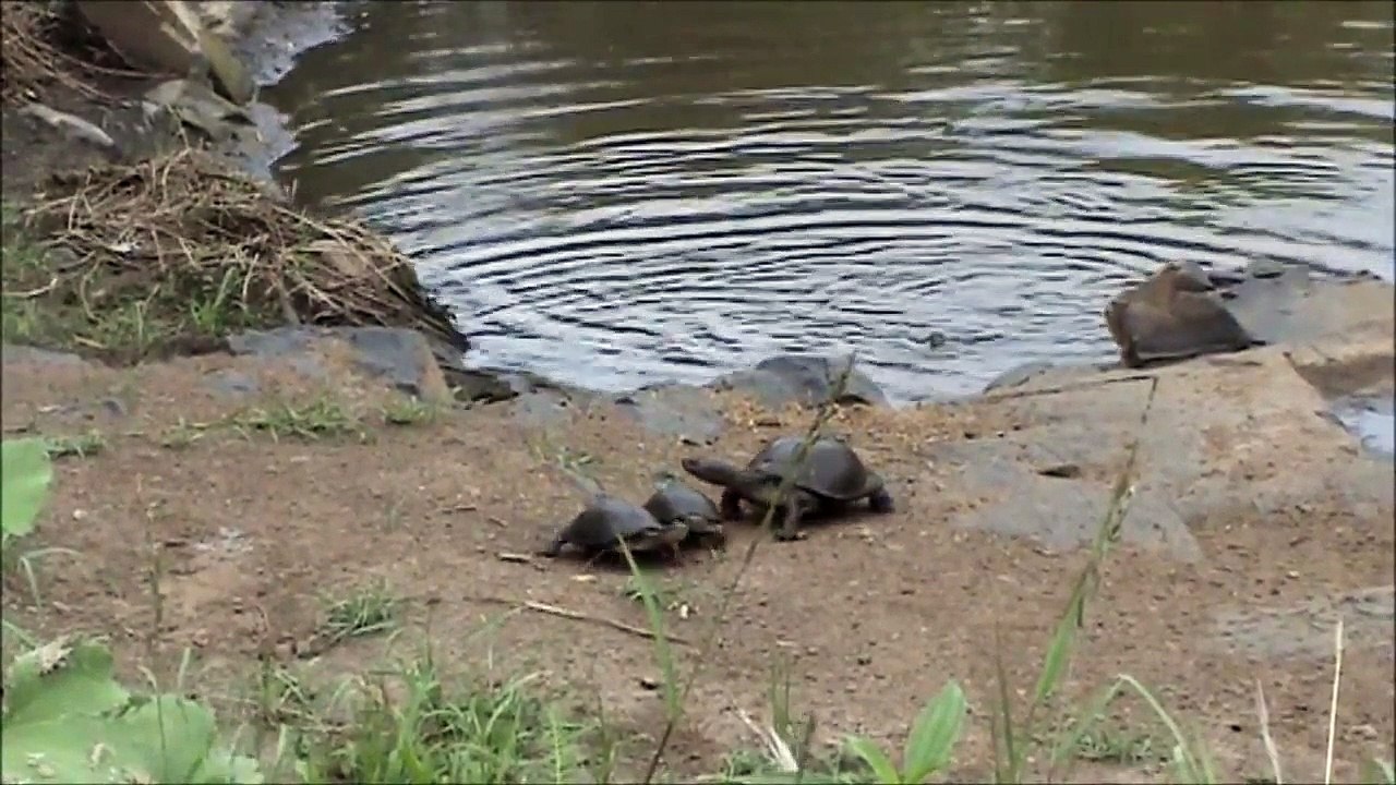 Battle at Kruger- Crocodile vs Tortoises - Continuation! - Latest Sightings Pty Ltd
