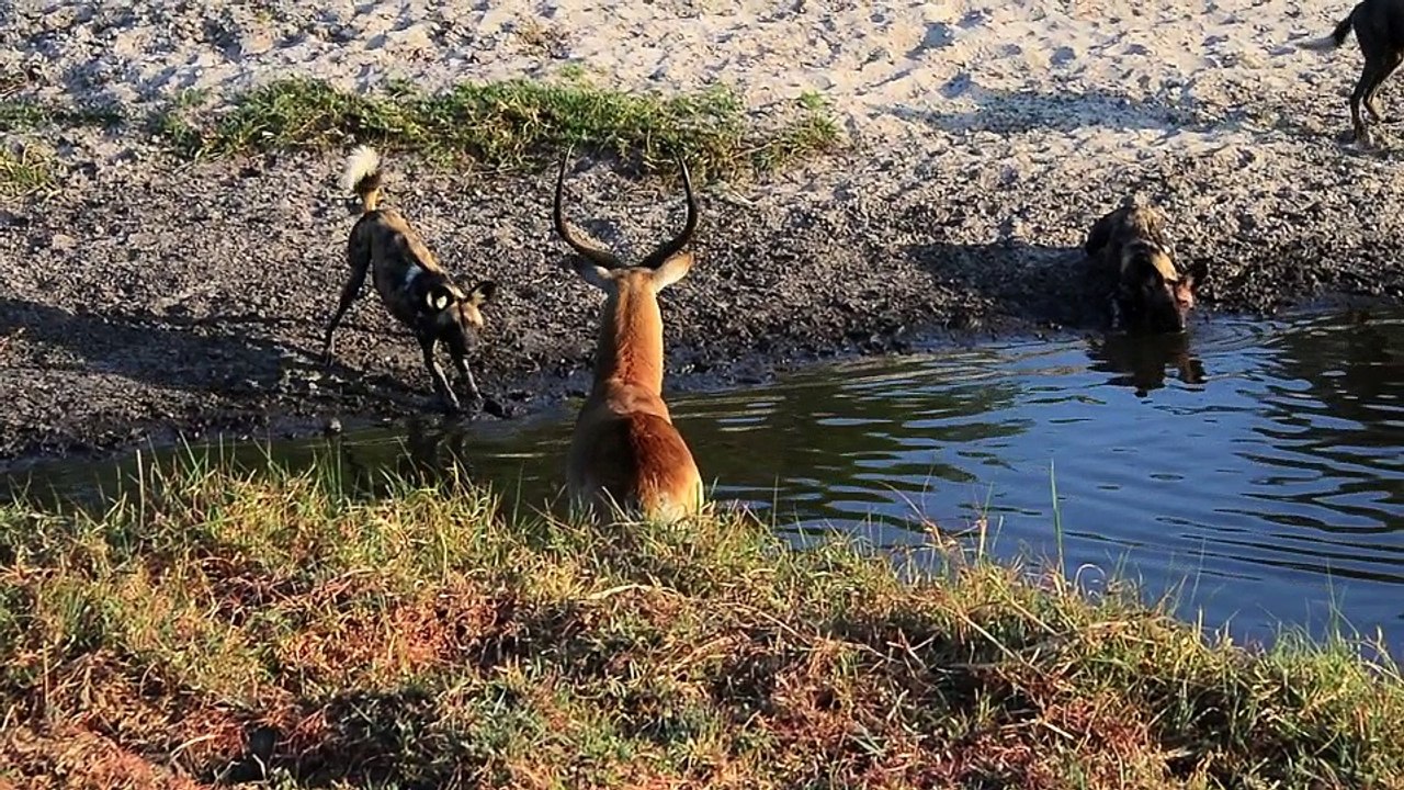 Hyenas Steal Wild Dog Kill in Epic Battle - Twice! 1 - Latest Sightings Pty Ltd