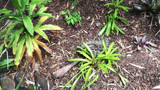 Ce serpent python est ENORME !!! Un vrai monstre...