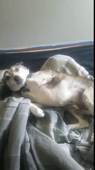 Ce chien fait l'innocent... Tu as pissé partout !