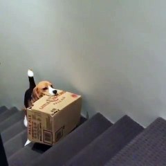 Ce chien essaye de déménager dans l'escalier