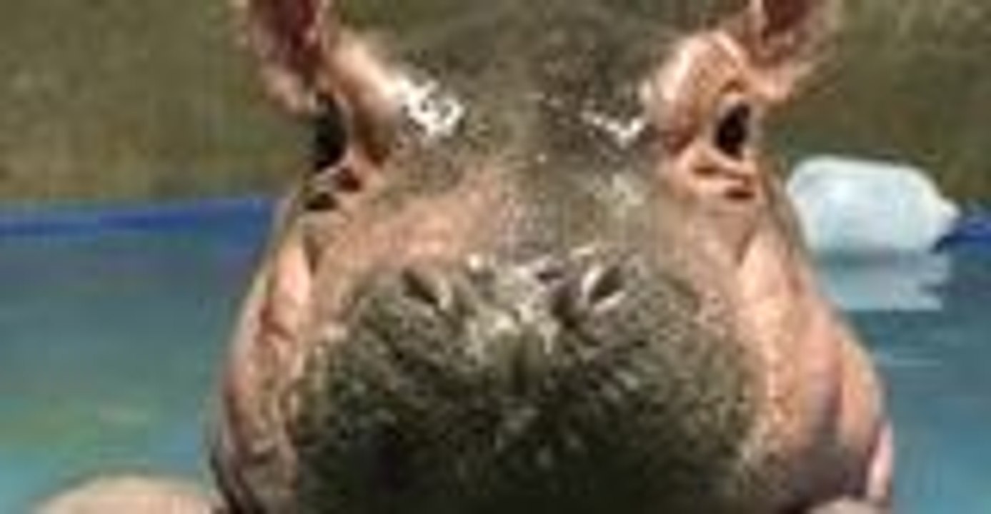Cincinnati Zoo's Prematurely-Born Hippo Celebrates Three Months
