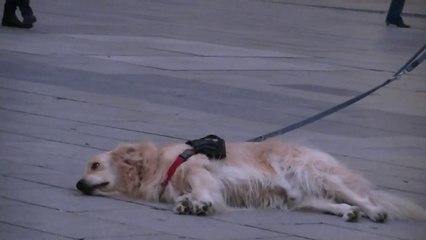 Ce chien écoute la musique et ne veut plus partir...