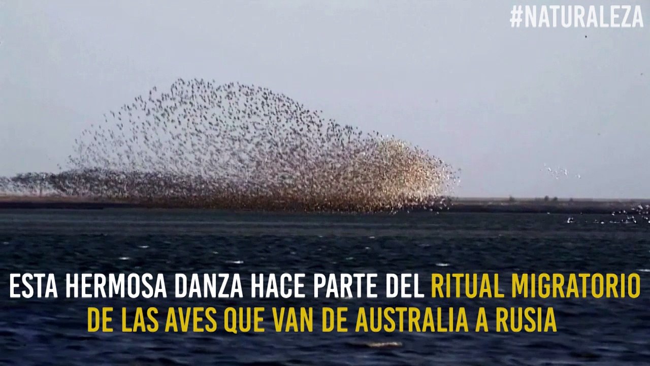 Migración de aves de Australia a Rusia: la más hermosa de las danzas