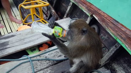 Drunk Thai Monkey