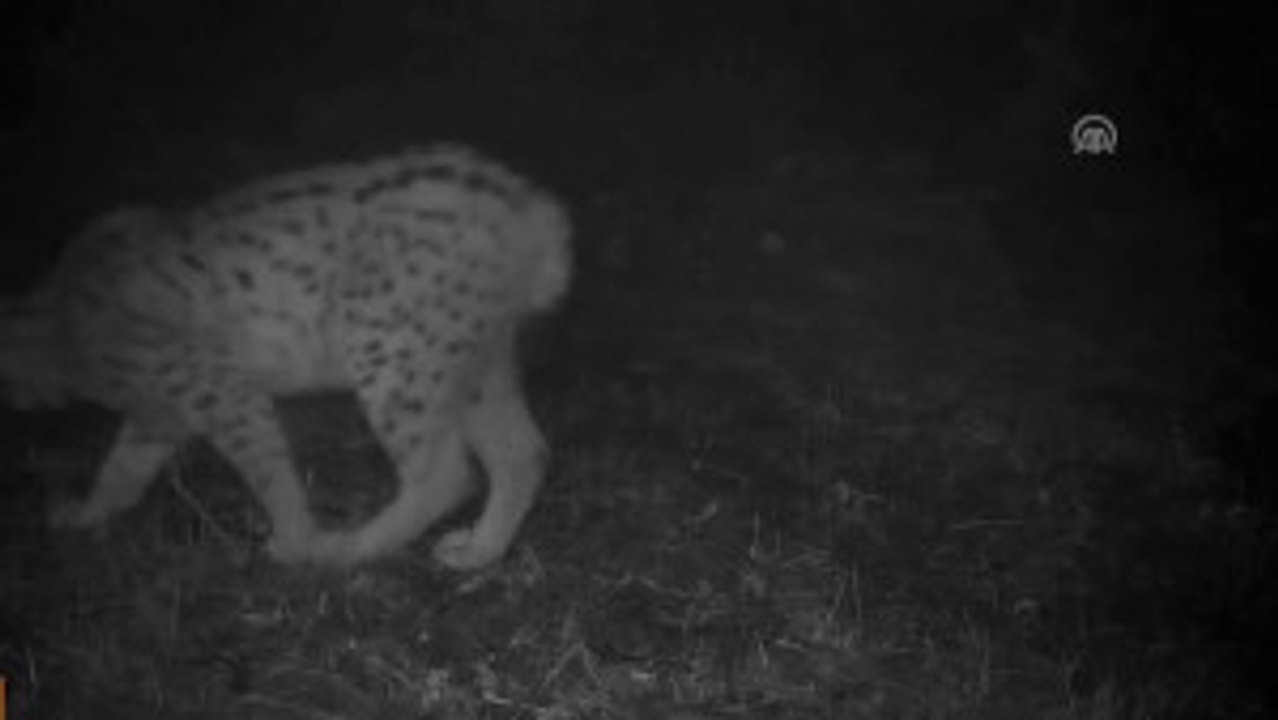 Fotokapan Tarafından Görüntülenen Vaşak