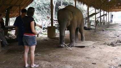 Elephants are aware of their own bodies