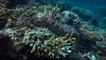 Scientists 3D modelling Great Barrier Reef to show impact of coral bleaching