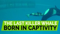 Last killer whale born at SeaWorld