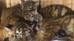 Three baby tigers saved from tiny maggot-infested crate after seven days at Beirut Airport