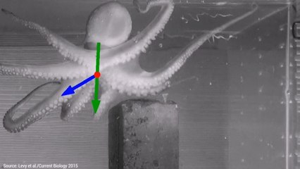 Download Video: How do octopuses control their eight arms all at once?