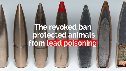 Last-minute Obama-era lead ammunition ban was revoked