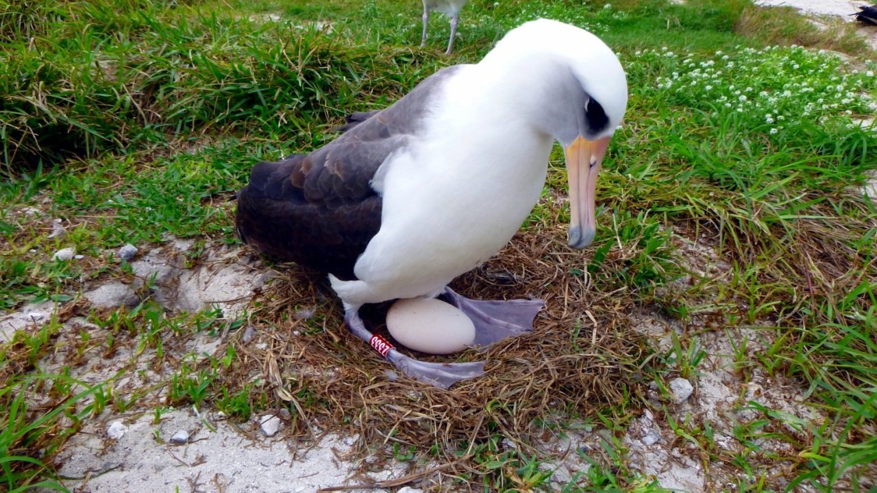 Wisdom, the oldest known breeding bird, is having her 41st chick