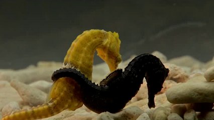 Here’s how male seahorses ended up being the ones that get pregnant