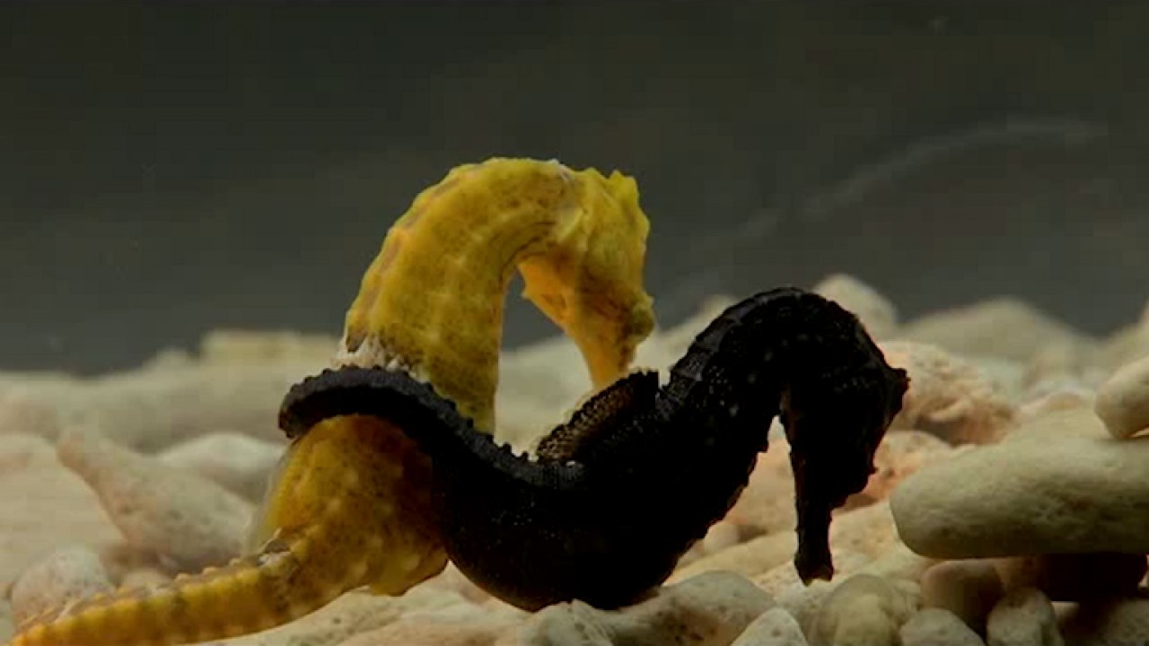 Here’s how male seahorses ended up being the ones that get pregnant